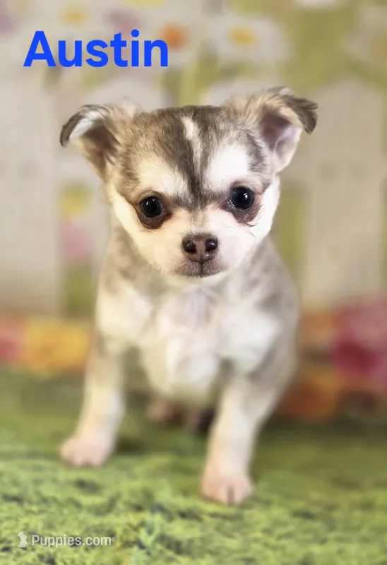 CKC Austin – Chihuahua puppy for sale in Homerville, GA