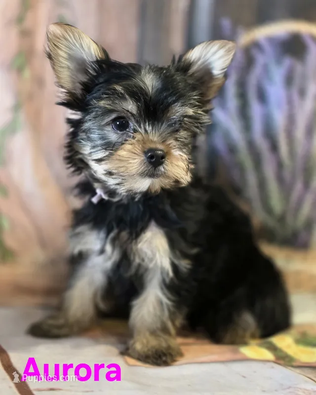 AKC Aurora – Yorkshire Terrier puppy on hold in Homerville, GA