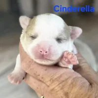 CKC Cinderella, a female Chihuahua for sale in Homerville, GA – 4 of 8