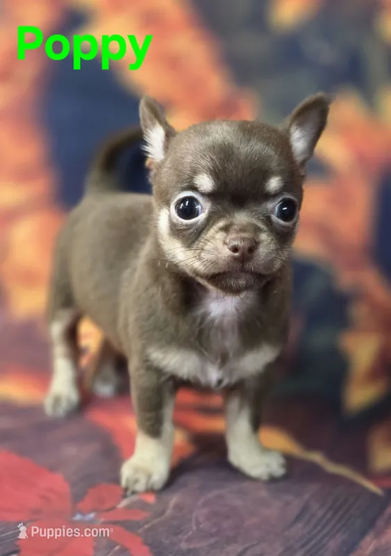 AKC Poppy – Chihuahua puppy for sale in Homerville, GA