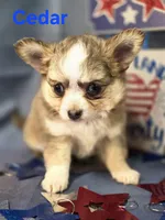 CKC Cedar, a male Chihuahua for sale in Homerville, GA – 8 of 10