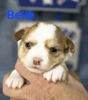 CKC Belle, a female Chihuahua for sale in Homerville, GA – 1 of 10