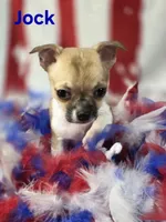 CKC Jock, a male Chihuahua for sale in Homerville, GA – 4 of 10