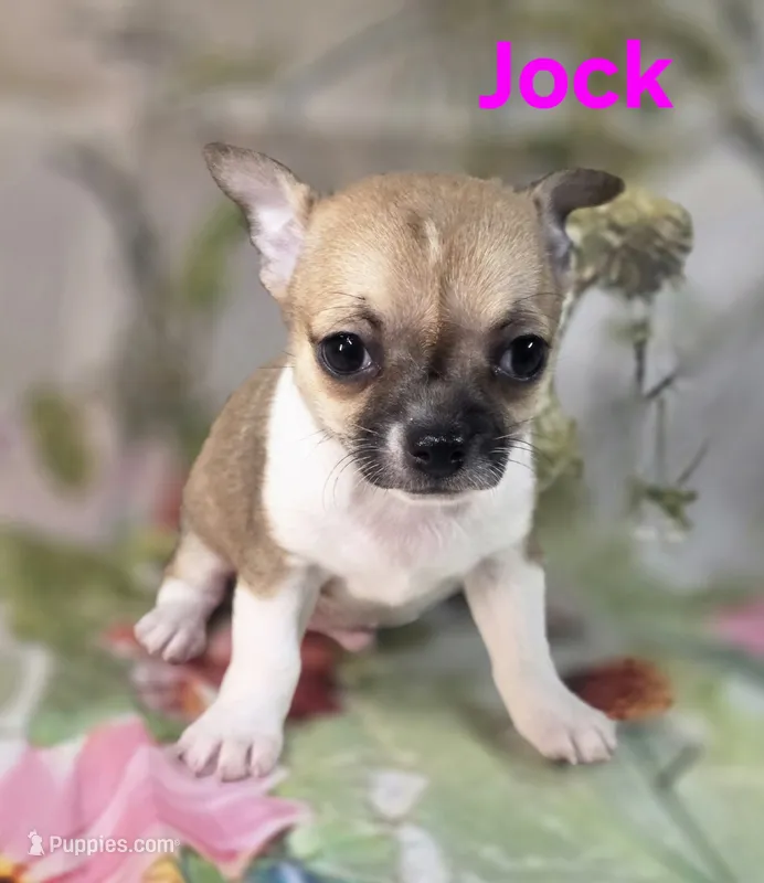 Akc Jock – Chihuahua puppy for sale in Homerville, GA