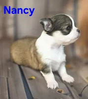 AKC Nancy, a female Chihuahua for sale in Homerville, GA – 4 of 10