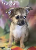 CKC Trusty, a male Chihuahua for sale in Homerville, GA – 7 of 10