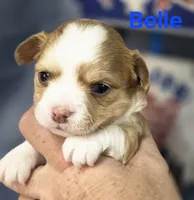 CKC Belle, a female Chihuahua for sale in Homerville, GA – 2 of 10