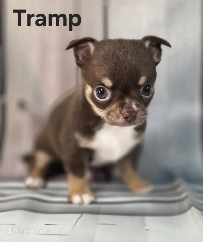 AKC Tramp  – Chihuahua puppy for sale in Homerville, GA