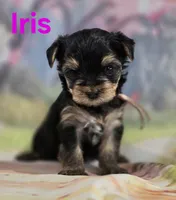 AkC Iris, a female Yorkshire Terrier for sale in Homerville, GA – 2 of 10