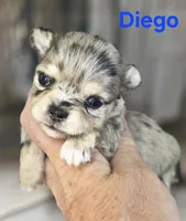 CKC Diego, a male Chihuahua for sale in Homerville, GA – 8 of 10