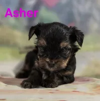 AKC Asher, a male Yorkshire Terrier for sale in Homerville, GA – 2 of 10