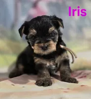 AkC Iris, a female Yorkshire Terrier for sale in Homerville, GA – 8 of 10