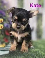 Kate, a female Yorkshire Terrier and Chorkie for sale in Homerville, GA – 4 of 10