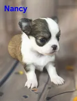 AKC Nancy, a female Chihuahua for sale in Homerville, GA – 8 of 10
