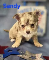 CKC Sandy , a female Chihuahua for sale in Homerville, GA – 8 of 10