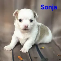 AKC Sonja, a female Chihuahua for sale in Homerville, GA – 2 of 10