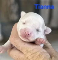 CKC Tianna, a female Chihuahua for sale in Homerville, GA – 3 of 10