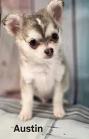 CKC Austin pending, a male Chihuahua for sale in Homerville, GA – 5 of 10