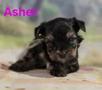 AKC Asher, a male Yorkshire Terrier for sale in Homerville, GA – 5 of 10