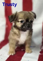 CKC Trusty, a male Chihuahua for sale in Homerville, GA – 9 of 10