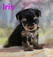 AkC Iris, a female Yorkshire Terrier for sale in Homerville, GA – 5 of 10