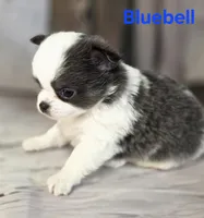 AKC Bluebell, a female Chihuahua for sale in Homerville, GA – 5 of 10