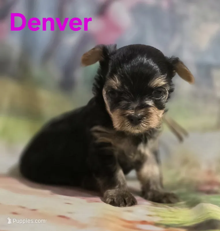 AKC Denver – Yorkshire Terrier puppy for sale in Homerville, GA