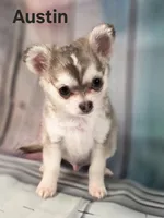 CKC Austin pending, a male Chihuahua for sale in Homerville, GA – 1 of 10