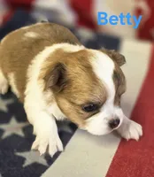 CKC Betty, a female Chihuahua for sale in Homerville, GA – 9 of 10