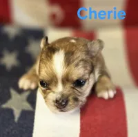 CKC Cherie , a female Chihuahua for sale in Homerville, GA – 3 of 10
