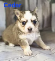 CKC Cedar, a male Chihuahua for sale in Homerville, GA – 6 of 10