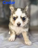 CKC Cedar, a male Chihuahua for sale in Homerville, GA – 10 of 10