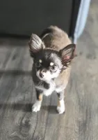 AKC Dallas pending, a female Chihuahua for sale in Homerville, GA – 1 of 9