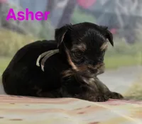 AKC Asher, a male Yorkshire Terrier for sale in Homerville, GA – 4 of 10