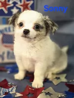 AKC Sonny, a male Chihuahua for sale in Homerville, GA – 2 of 10