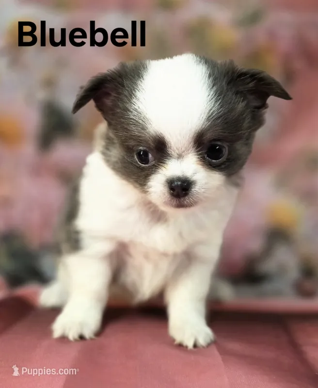 AKC Bluebell – Chihuahua puppy for sale in Homerville, GA