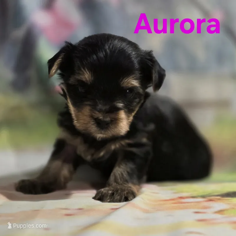 AKC Aurora – Yorkshire Terrier puppy for sale in Homerville, GA