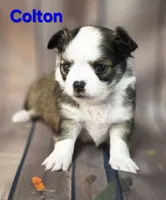 AKC Colton, a male Chihuahua for sale in Homerville, GA – 3 of 10