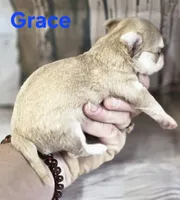 CKC Grace , a female Chihuahua for sale in Homerville, GA – 9 of 9