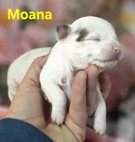 CKC Moana, a female Chihuahua for sale in Homerville, GA – 5 of 10