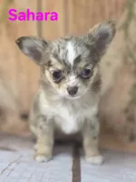 CKC Sahara , a female Chihuahua for sale in Homerville, GA – 5 of 10