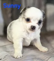 AKC Sunny, a male Chihuahua for sale in Homerville, GA – 9 of 10
