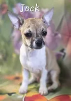 CKC Jock, a male Chihuahua for sale in Homerville, GA – 4 of 10