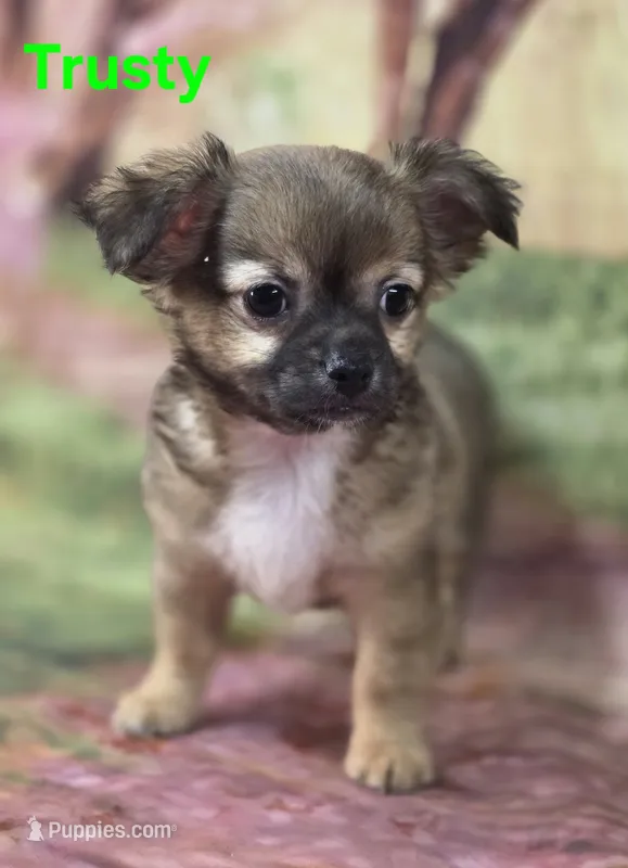 CKC Trusty – Chihuahua puppy for sale in Homerville, GA