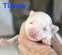 CKC Tianna, a female Chihuahua for sale in Homerville, GA – 2 of 10