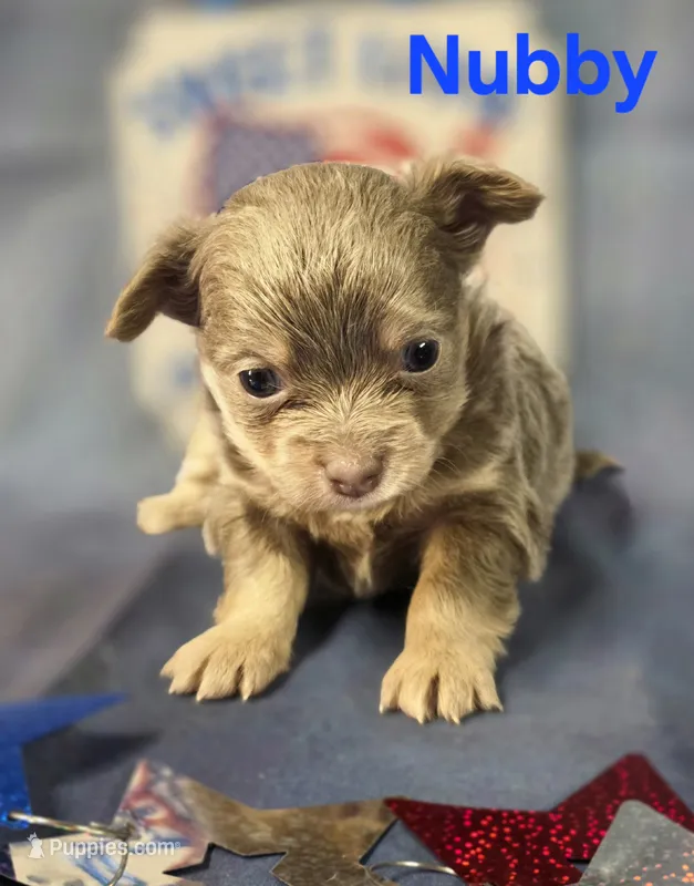 CKC Nubby – Chihuahua puppy for sale in Homerville, GA
