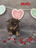 AKC Molly pending , a female Yorkshire Terrier for sale in Homerville, GA – Photo 9 of 10