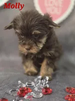 AKC Molly pending , a female Yorkshire Terrier for sale in Homerville, GA – Photo 10 of 10