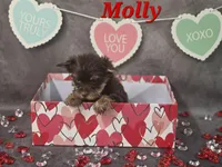 AKC Molly pending , a female Yorkshire Terrier for sale in Homerville, GA – Photo 4 of 10