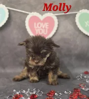 AKC Molly pending , a female Yorkshire Terrier for sale in Homerville, GA – Photo 6 of 10